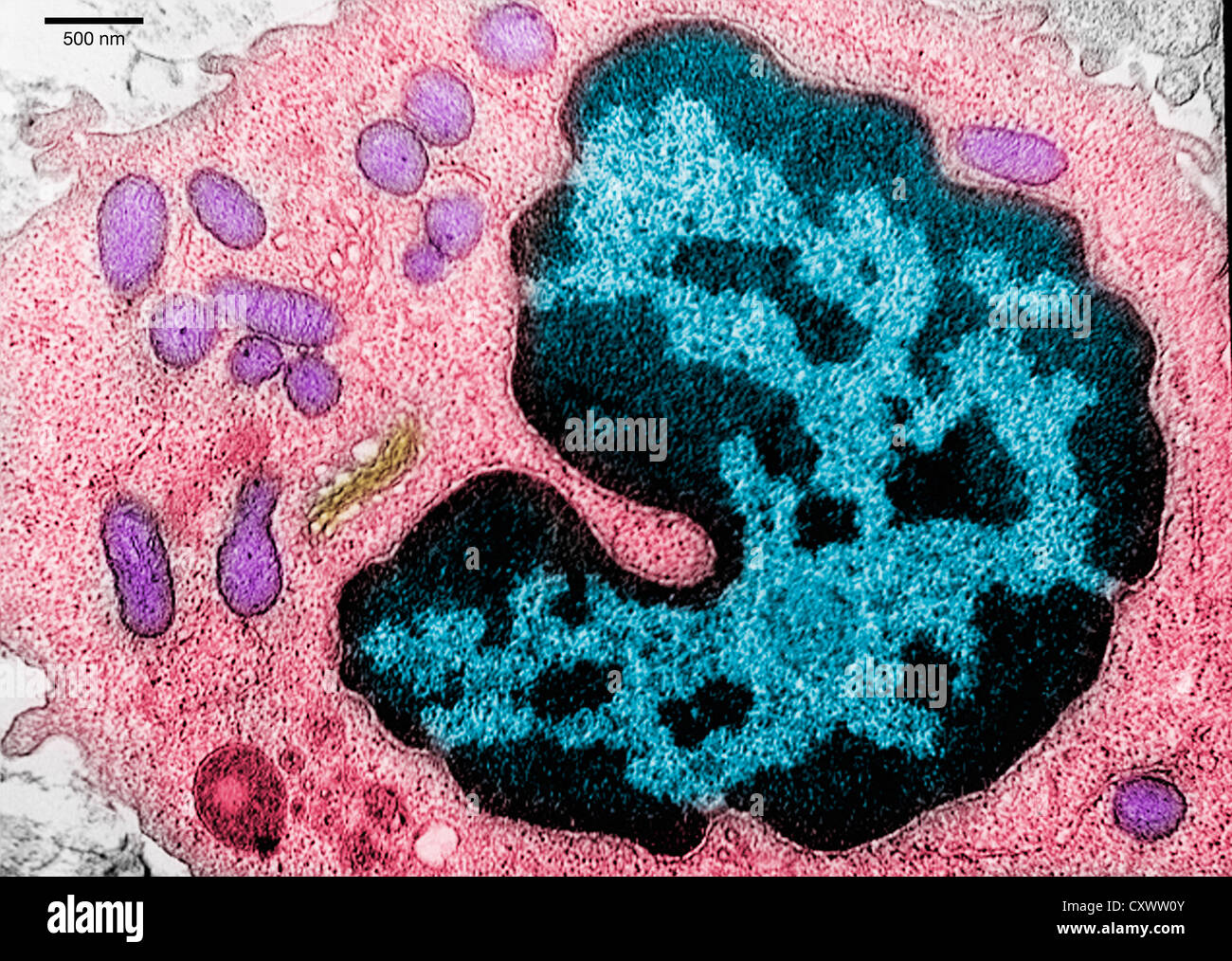 Transmission electron micrograph of lung tissue Stock Photo
