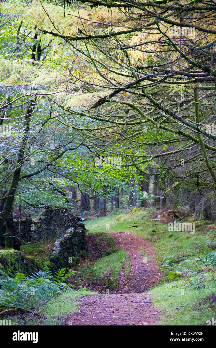 Glentrool Forest Path - Galloway Forest - Scotland Stock Photo