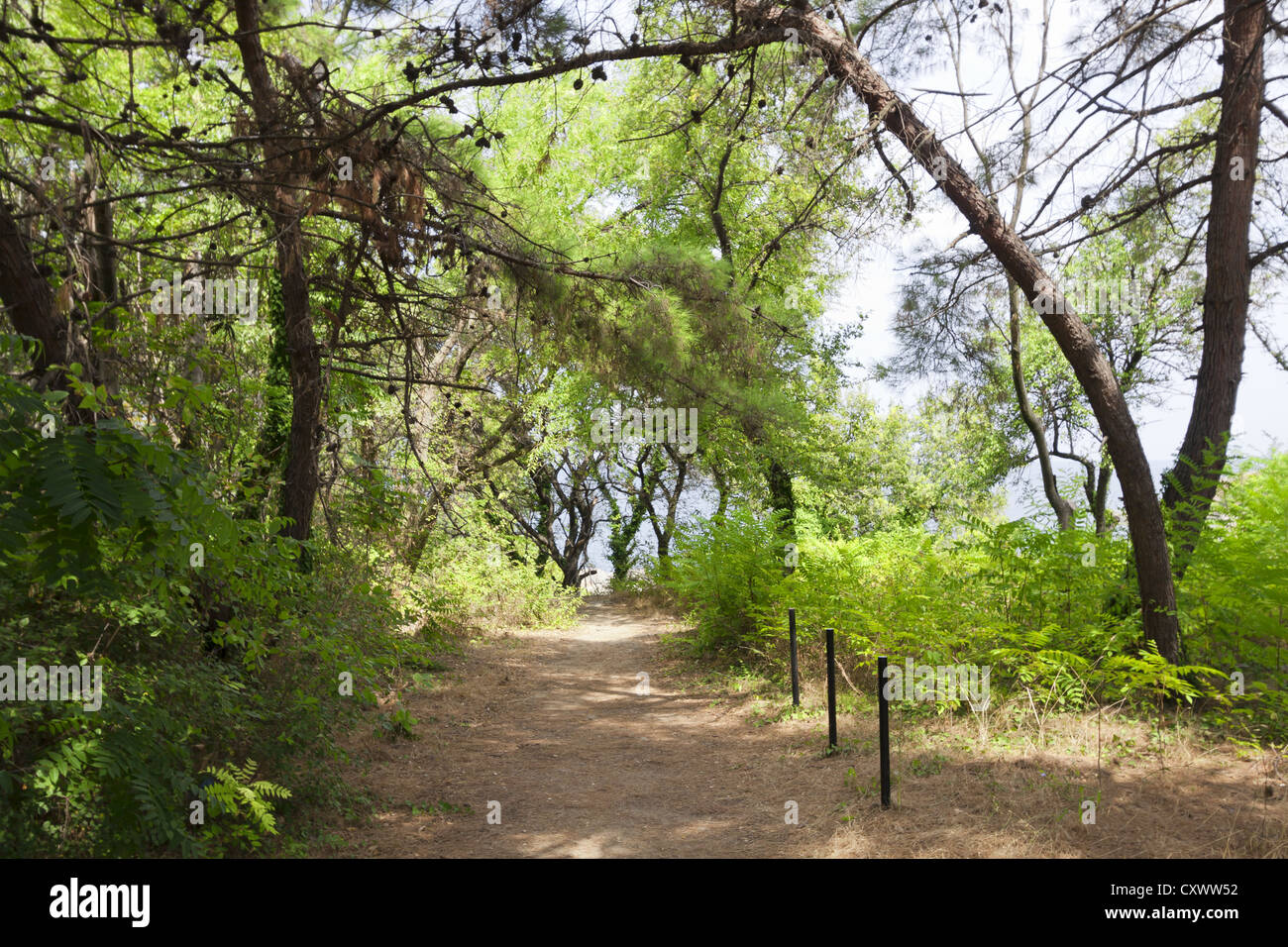 Beautiful green tall trees hi-res stock photography and images - Alamy