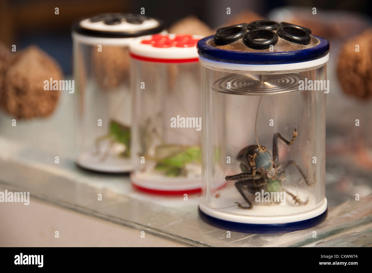 Boxes of crickets at on Wansheng Bird, insect & Flower Market - Shanghai, China Stock Photo
