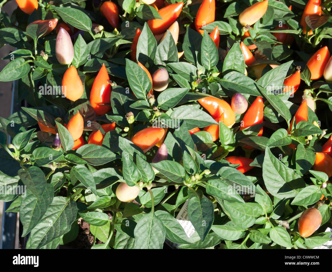 Hungarian Chilli Pepper plants in a farmers market being sold for home