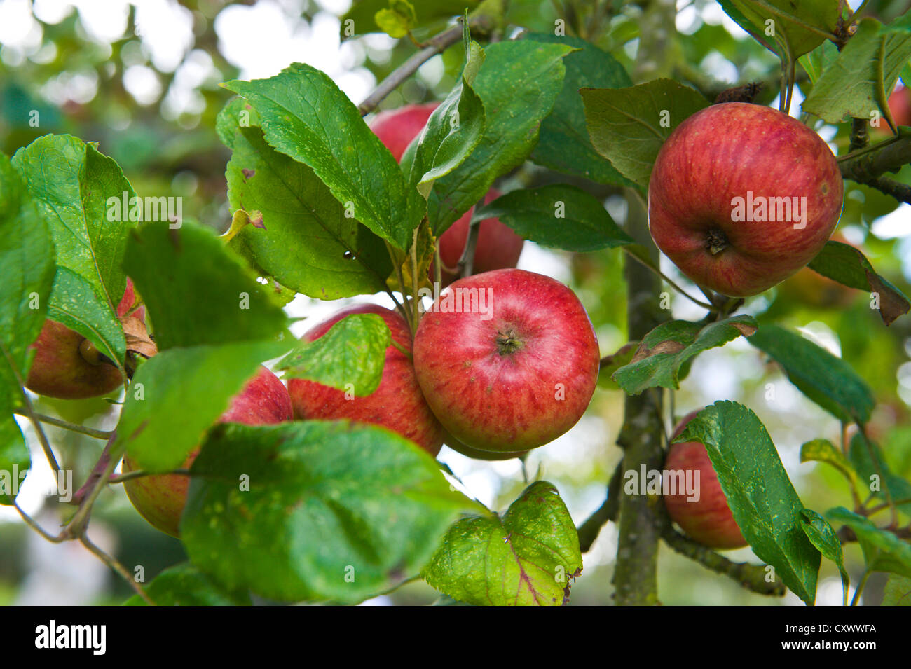Apples growing in the cider orchard at Greggs Pit Much Marcle Herefordshire England UK Stock Photo