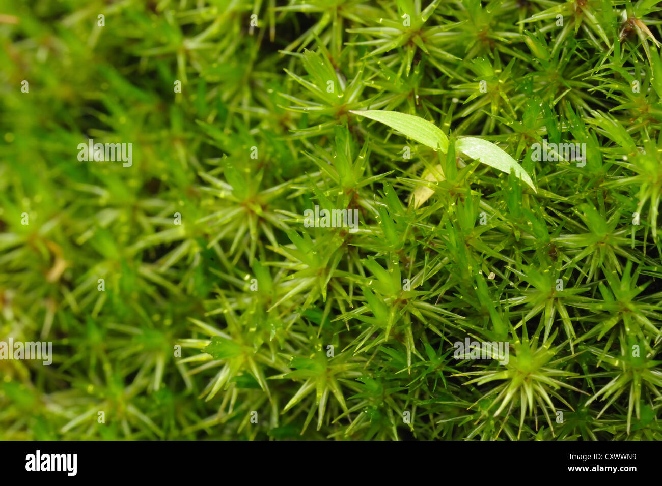 Abstract backgrounds green grass pattern Stock Photo - Alamy