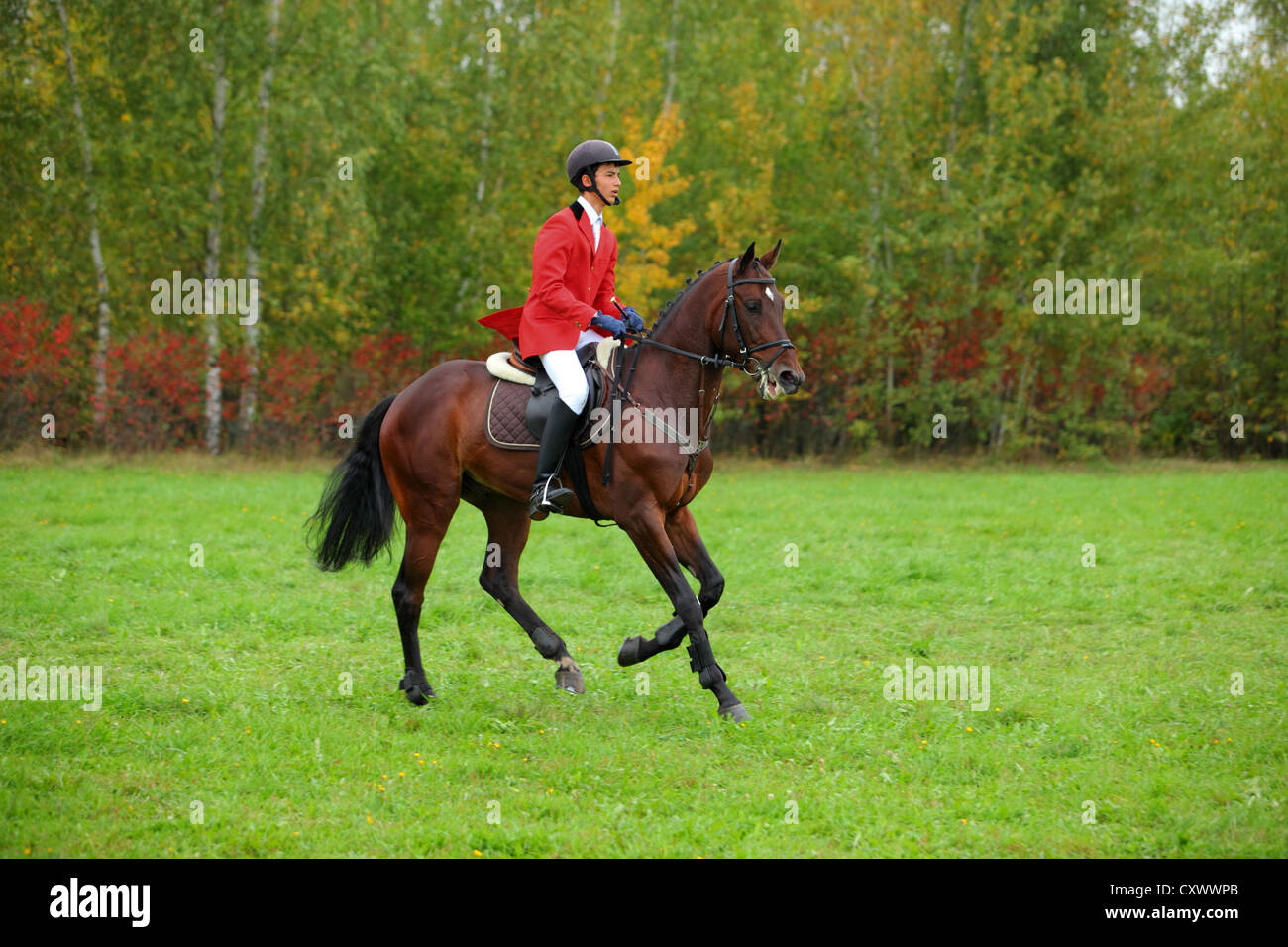English style horse riding Stock Photo Alamy