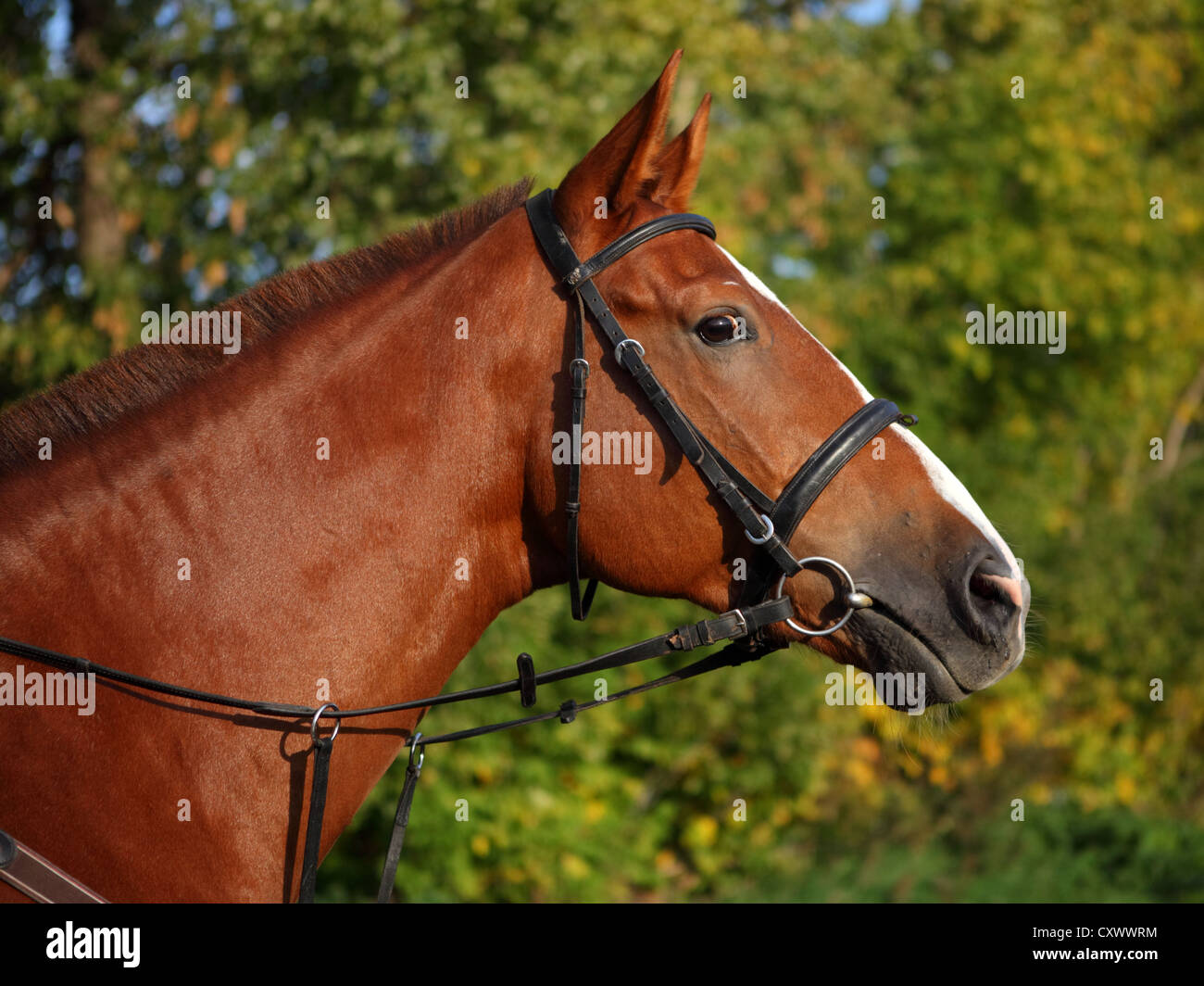 Side portrait of brown horse with riding tack Stock Photo Alamy