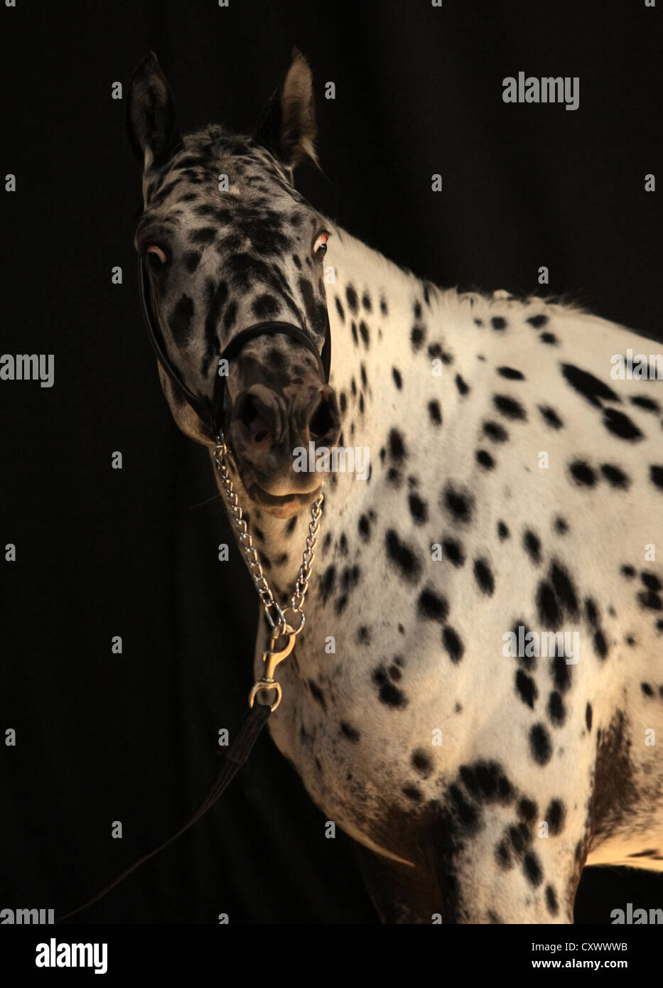 Black and white spotted appaloosa horse Stock Photo Alamy