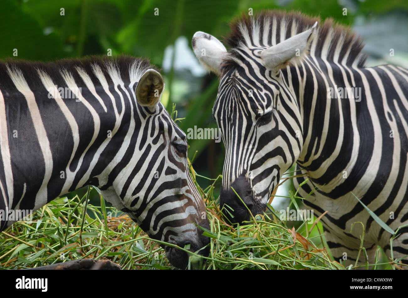 Grass eating animals hi-res stock photography and images - Alamy