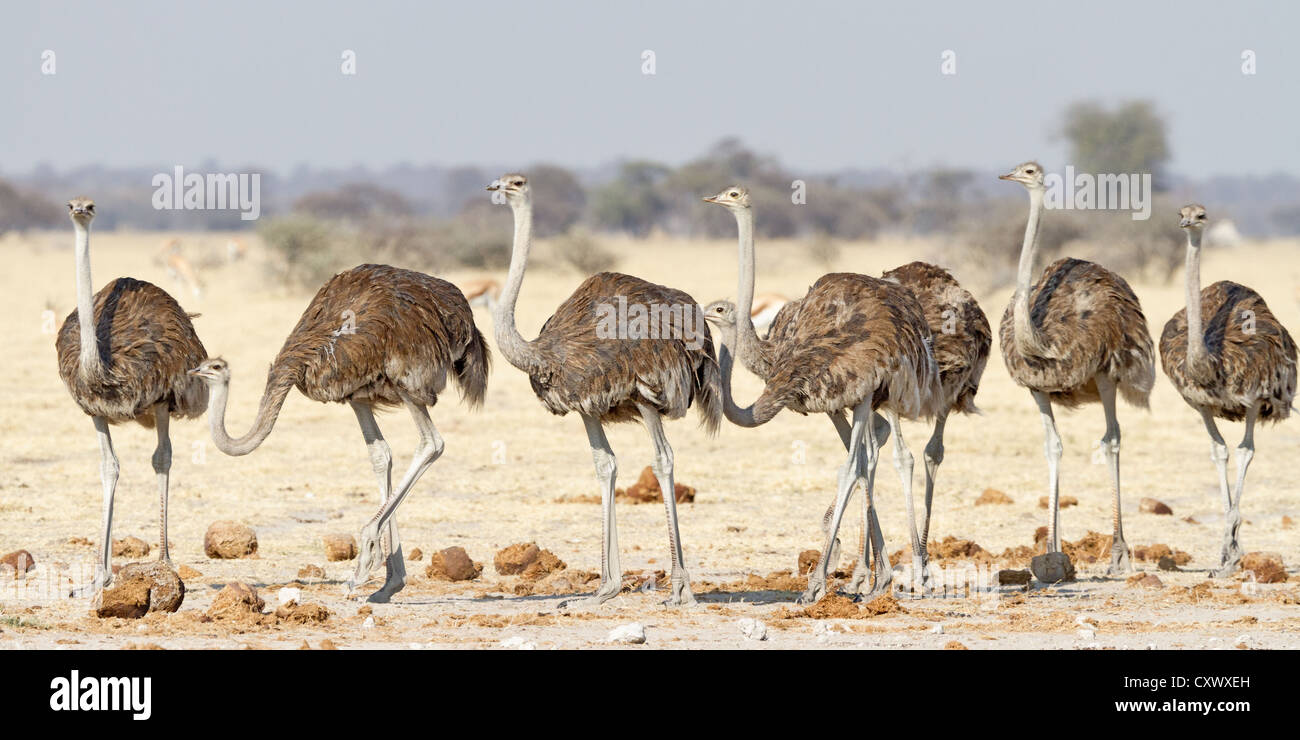 Flock of ostriches (Struthio camelus) walking across an African plain, Botswana Stock Photo