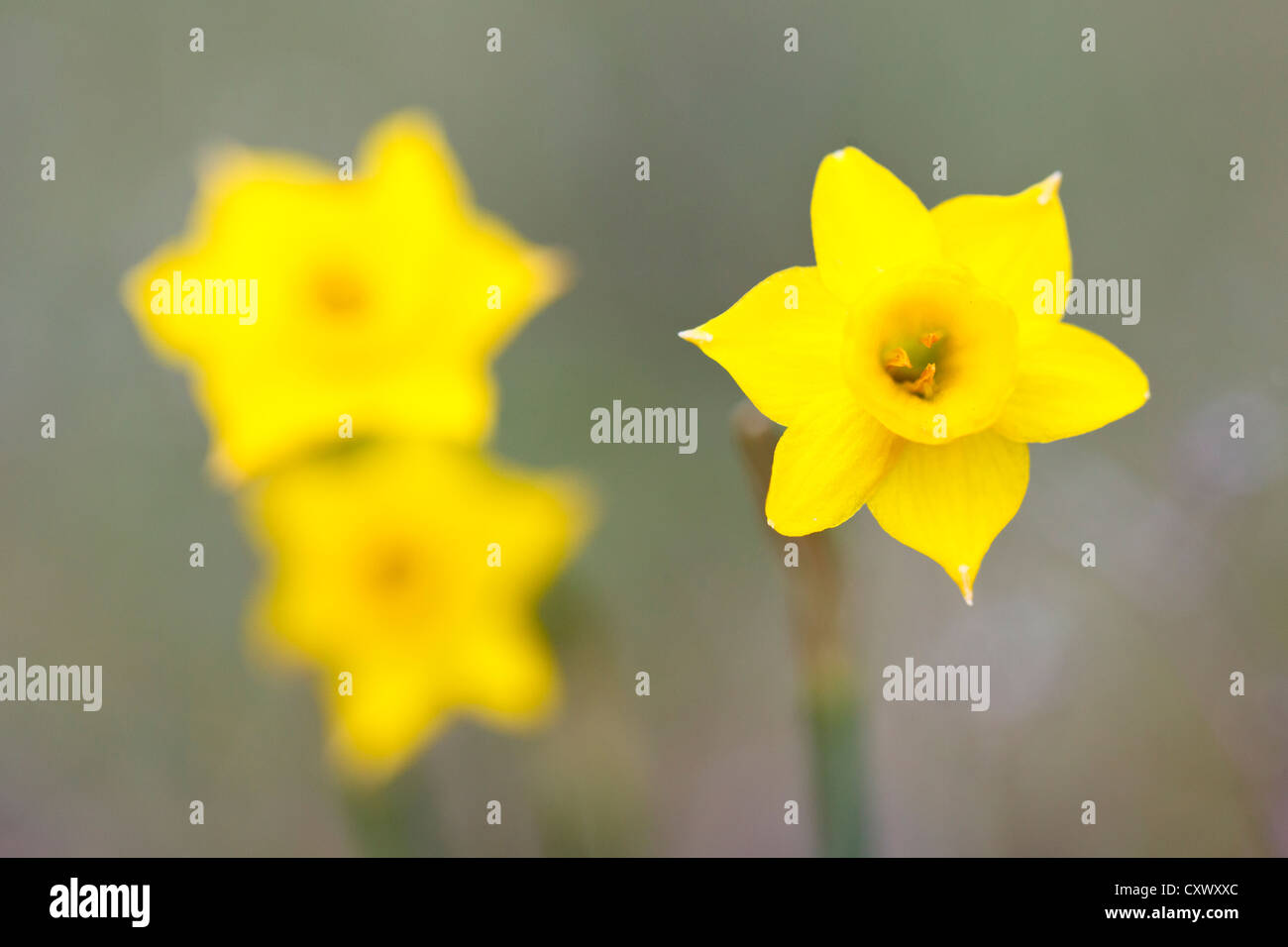 Spanish daffodil hires stock photography and images Alamy