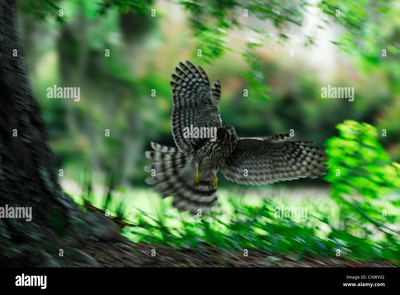 Red Tailed Hawk hunting squirrels Stock Photo Alamy