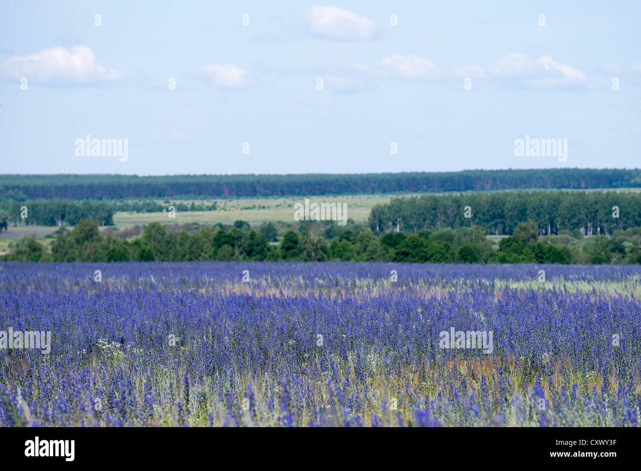 Blue and purple wildflowers hi-res stock photography and images - Alamy