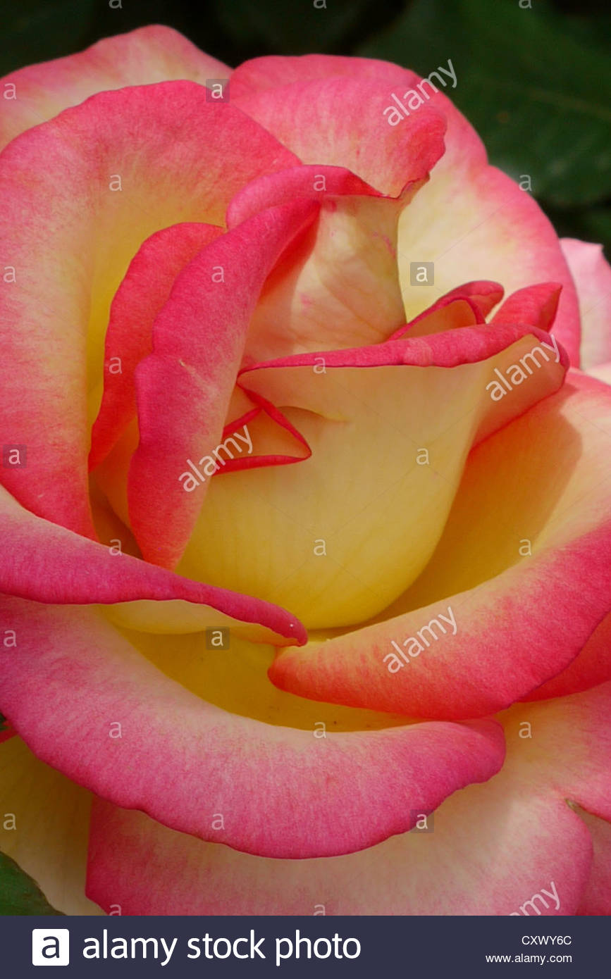 two colour rose stock