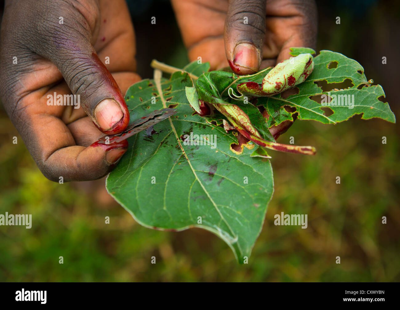Leaf And Blade Used For A Scarification Ceremony, Tulgit, Omo Valley, Ethiopia Stock Photo