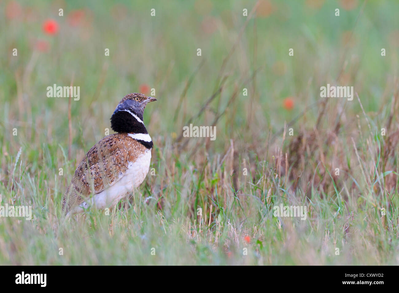 Little Bustard (Tetrax tetrax) male at lek. Lleida. Catalonia. Spain. Stock Photo