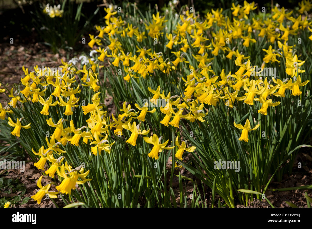 Narcissus 'February Gold' Stock Photo