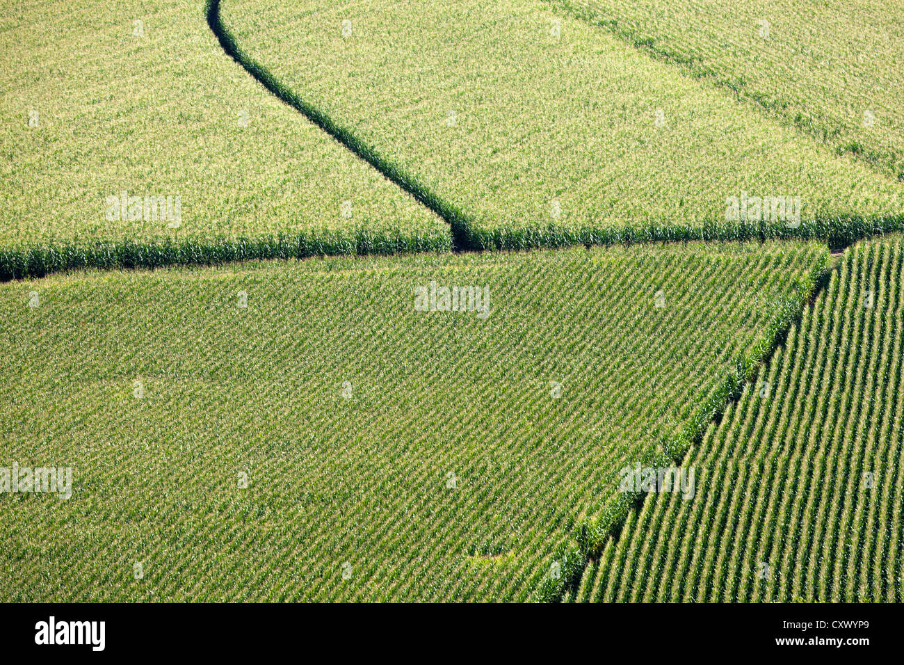 Crop patterns in a field Stock Photo