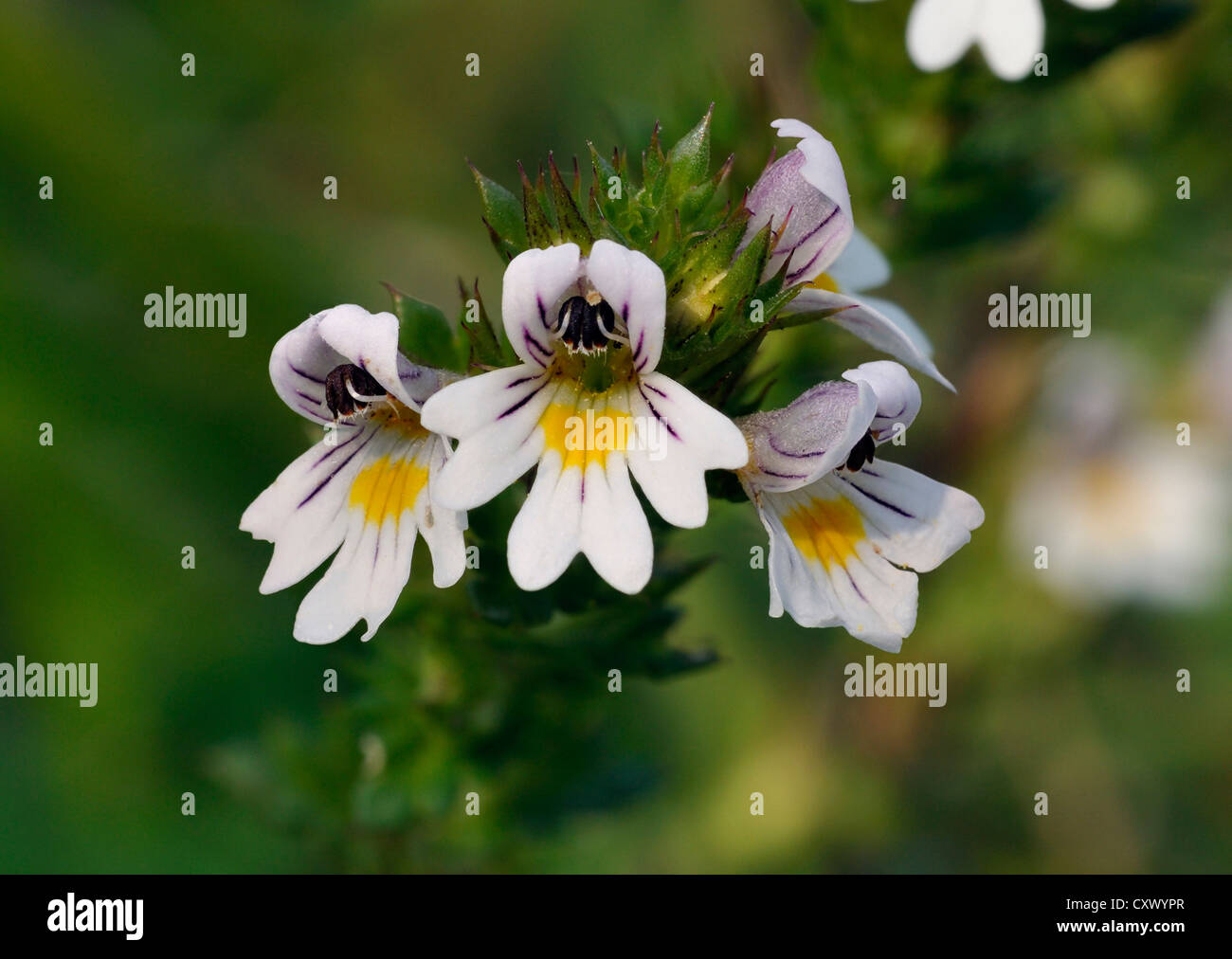 Common Eyebright Flower - Euphrasia nemorosa Stock Photo