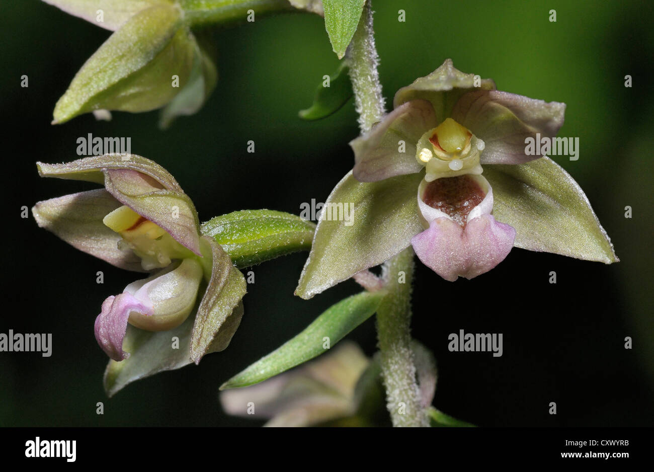 Broad-leaved Helleborine - Epipactis helleborine Closeup of two flowers Stock Photo