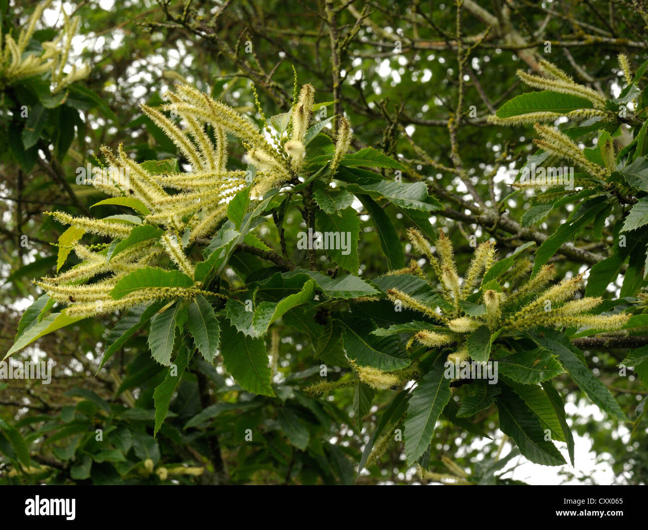 Sweet Chestnut, Castanea sativa, male flowers Stock Photo