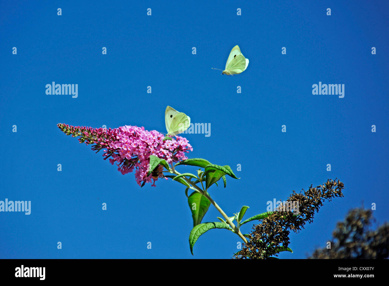 A pink buddleia flower attracting butterflies Stock Photo