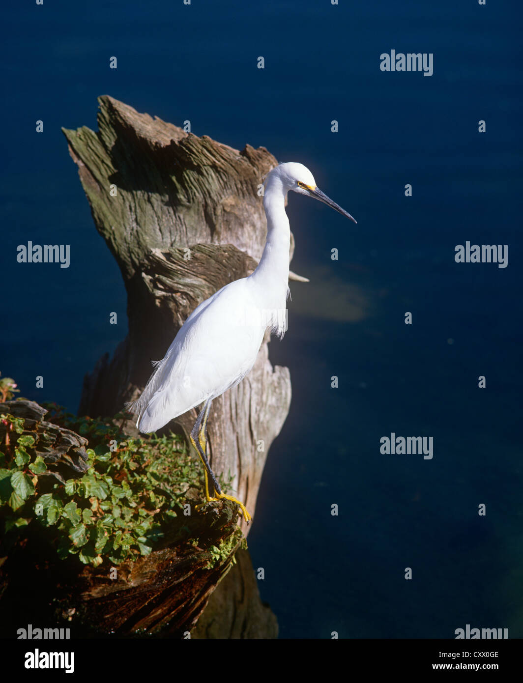Snowy white egret Stock Photo