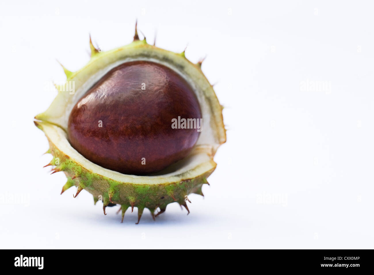 Aesculus hippocastanum. Single horse chestnut in its case on a white background. Stock Photo