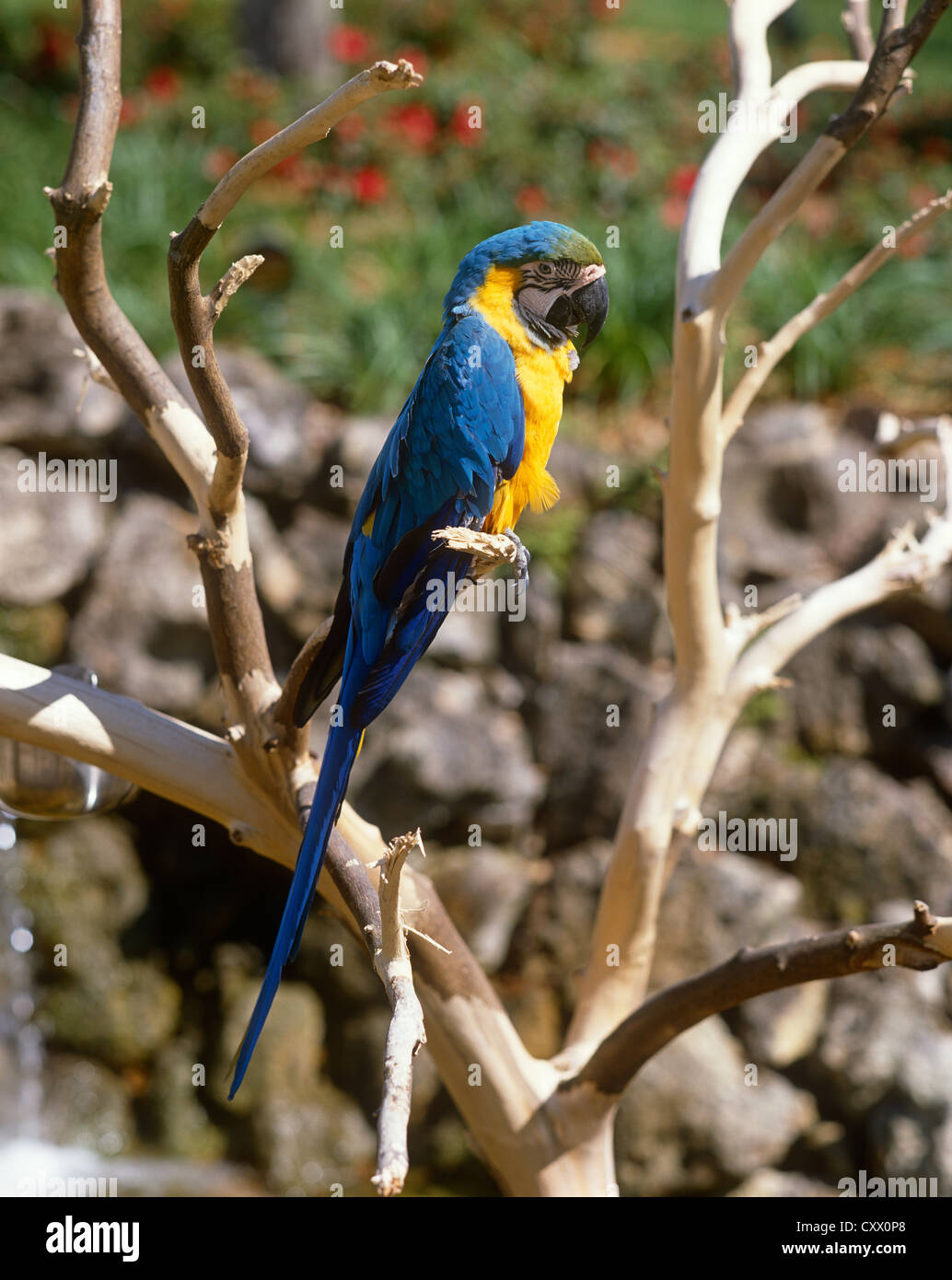 Gold and blue macaw, Ara ararauna Stock Photo