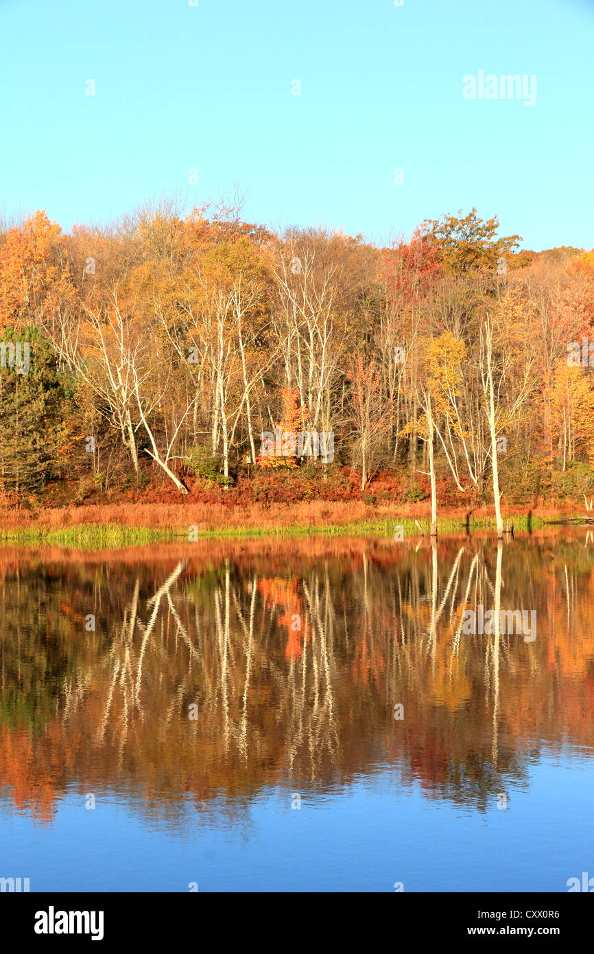 The mirrored image of a wilderness pond in autumn. Stock Photo