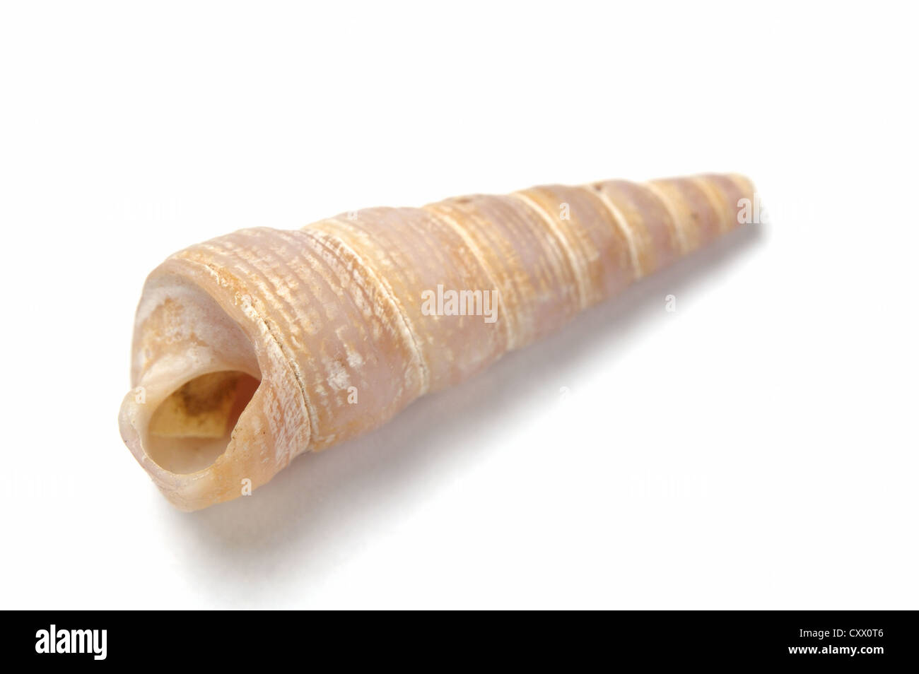 https://c8.alamy.com/comp/CXX0T6/turritellidae-cone-shaped-seashell-on-a-white-background-CXX0T6.jpg