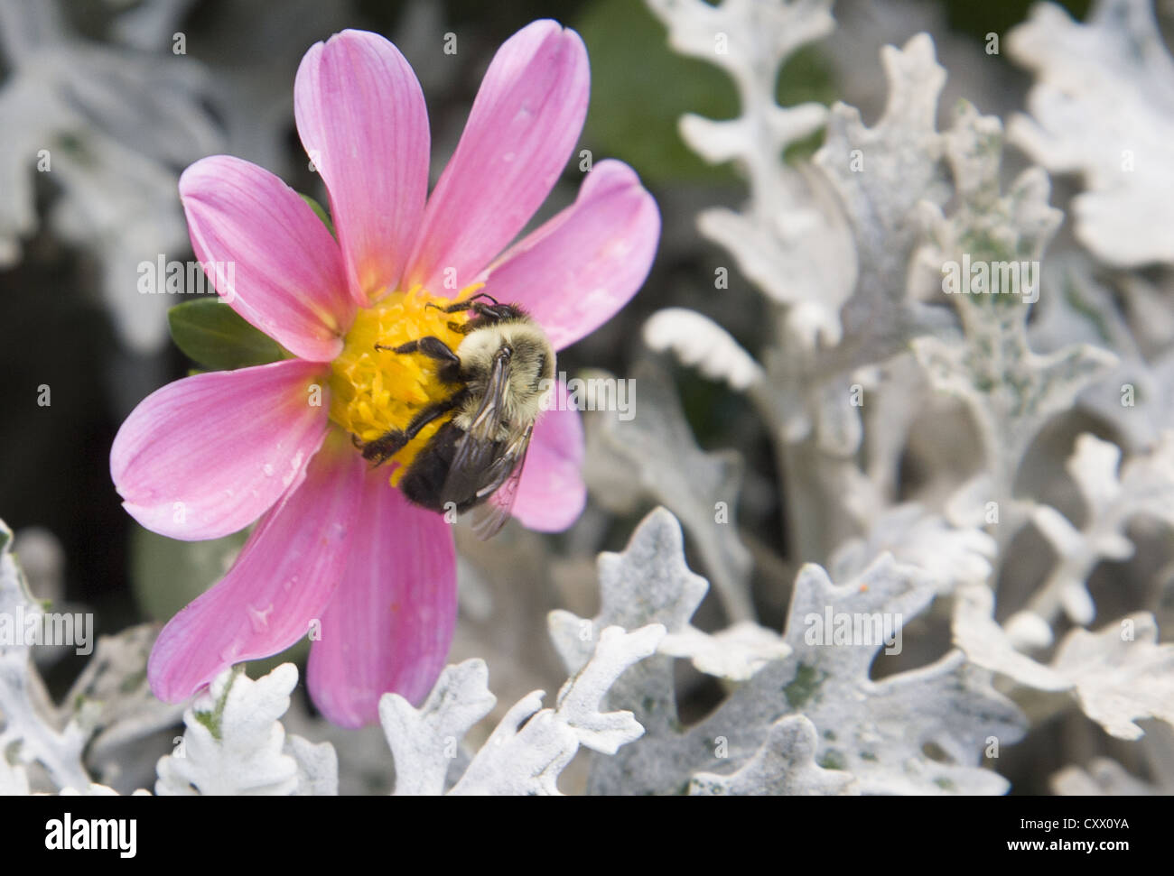 Bumble Bee gathers nectar to make honey from a Dahlia flower at the Brooklyn Botanic Garden. Stock Photo