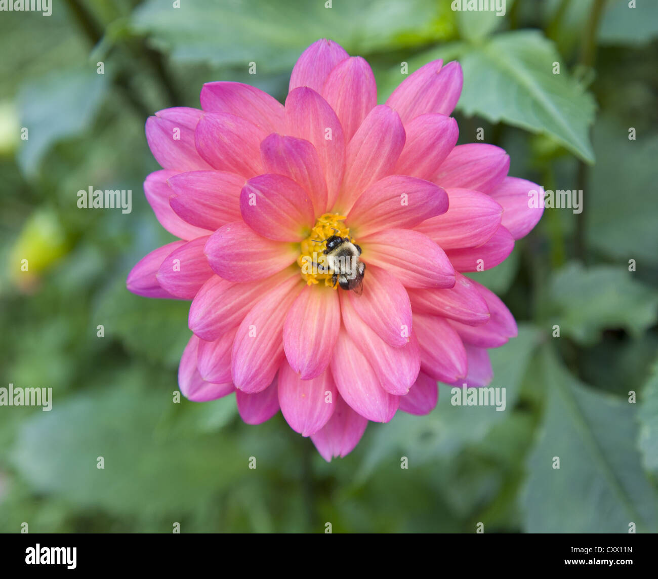 Bumble Bee gathers nectar to make honey from a Dahlia flower at the Brooklyn Botanic Garden. Stock Photo