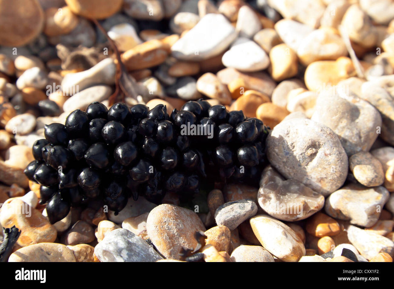 Unidentified  berry-like structures found on a shingle beach at Oldstairs Bay, Kent Stock Photo