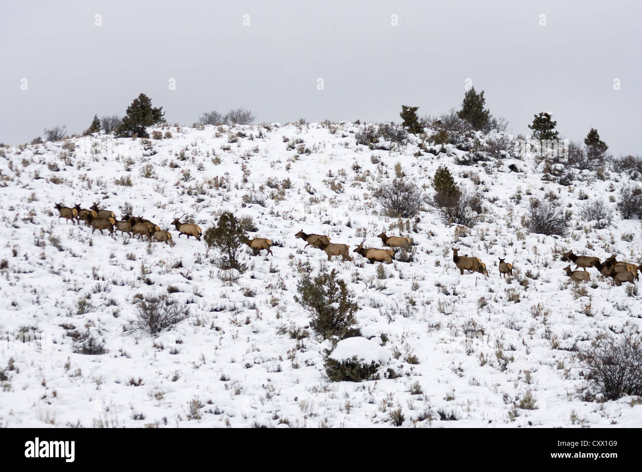 Elk (Cervus canadensis) on snowy hillside, Colorado, USA Stock Photo