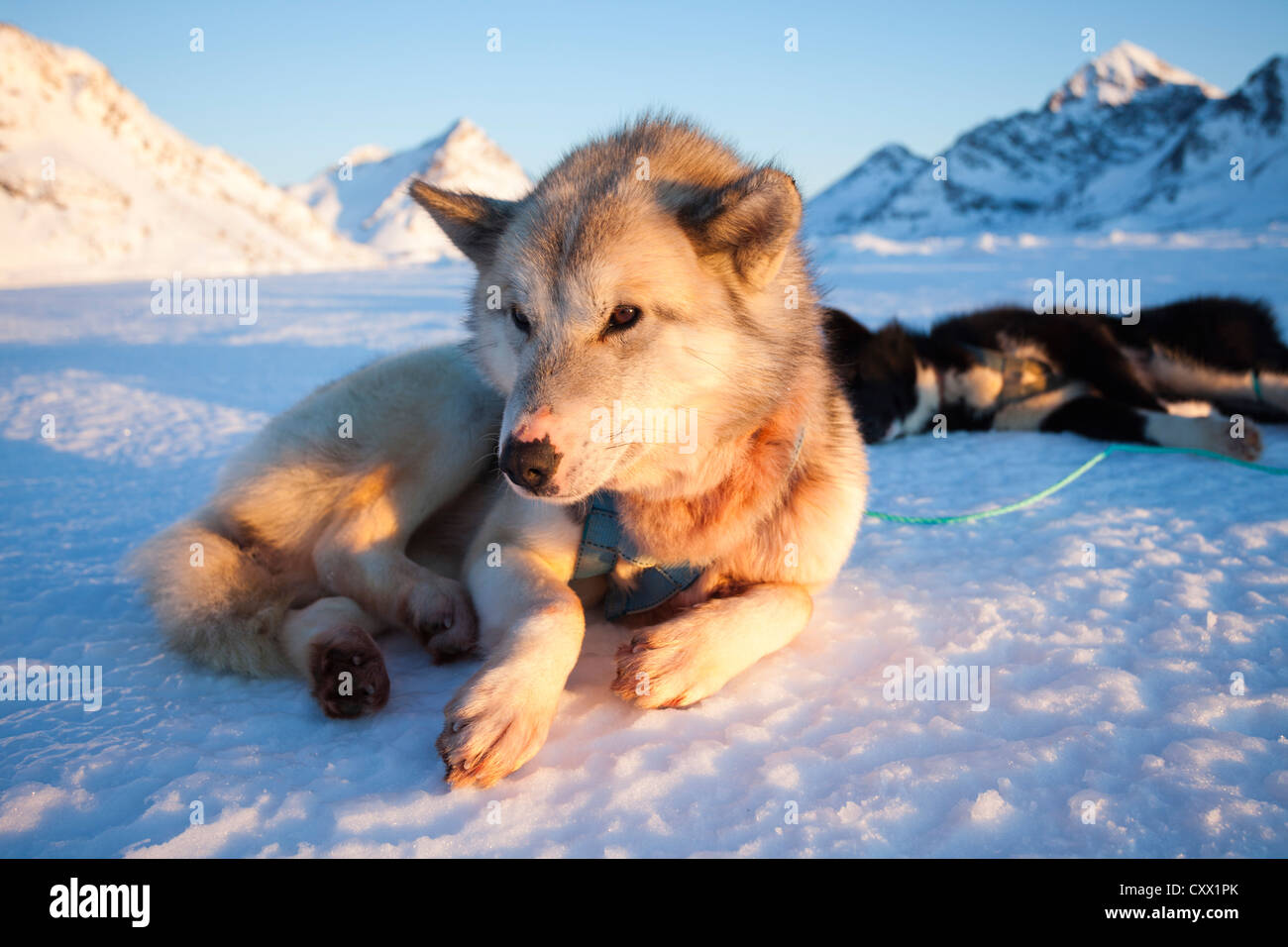 Husky dog resting in Greenland Stock Photo