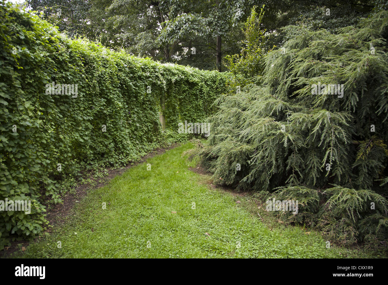 Green pathway, Brooklyn Botanic Garden. Brooklyn, NY Stock Photo