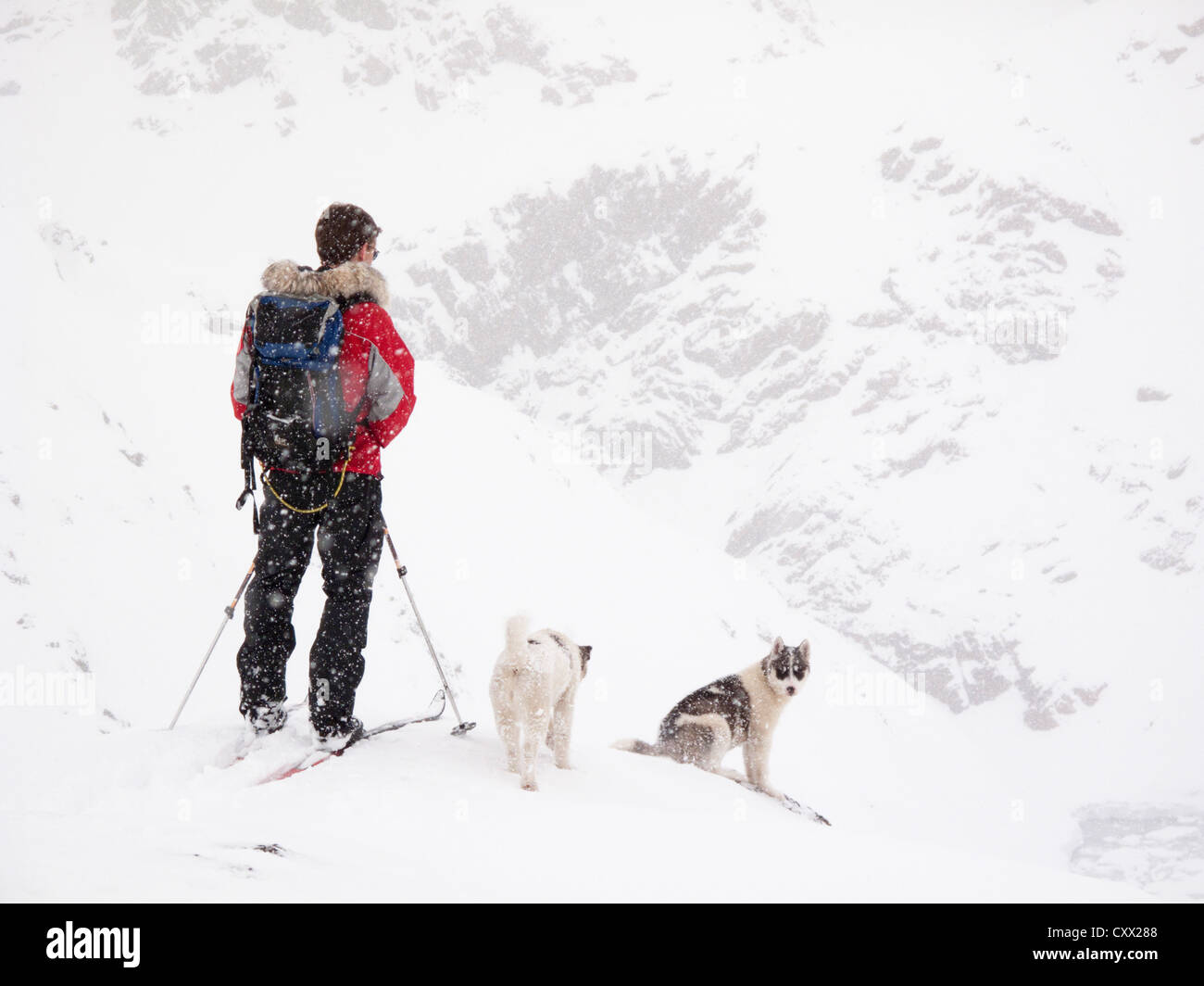 Skier and two husky dogs on a snowy day in Greenland Stock Photo
