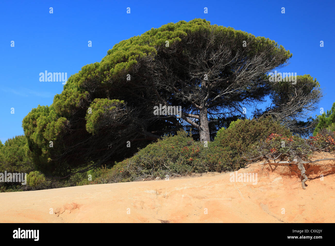 Pine tree portugal hi-res stock photography and images - Alamy