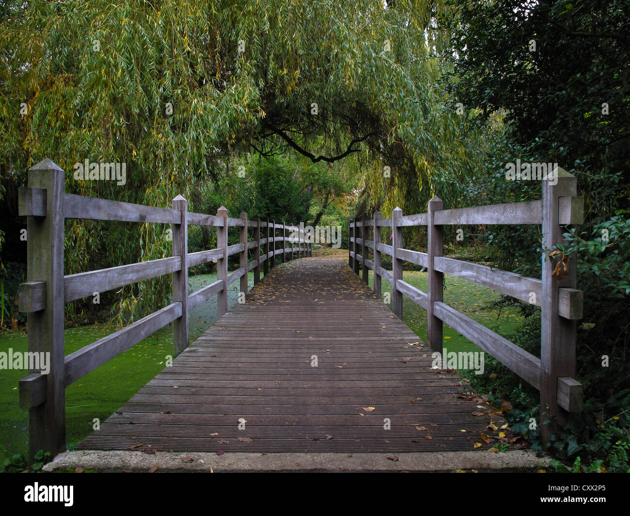 Wooden bridge over a algae covered pond in central London Stock Photo