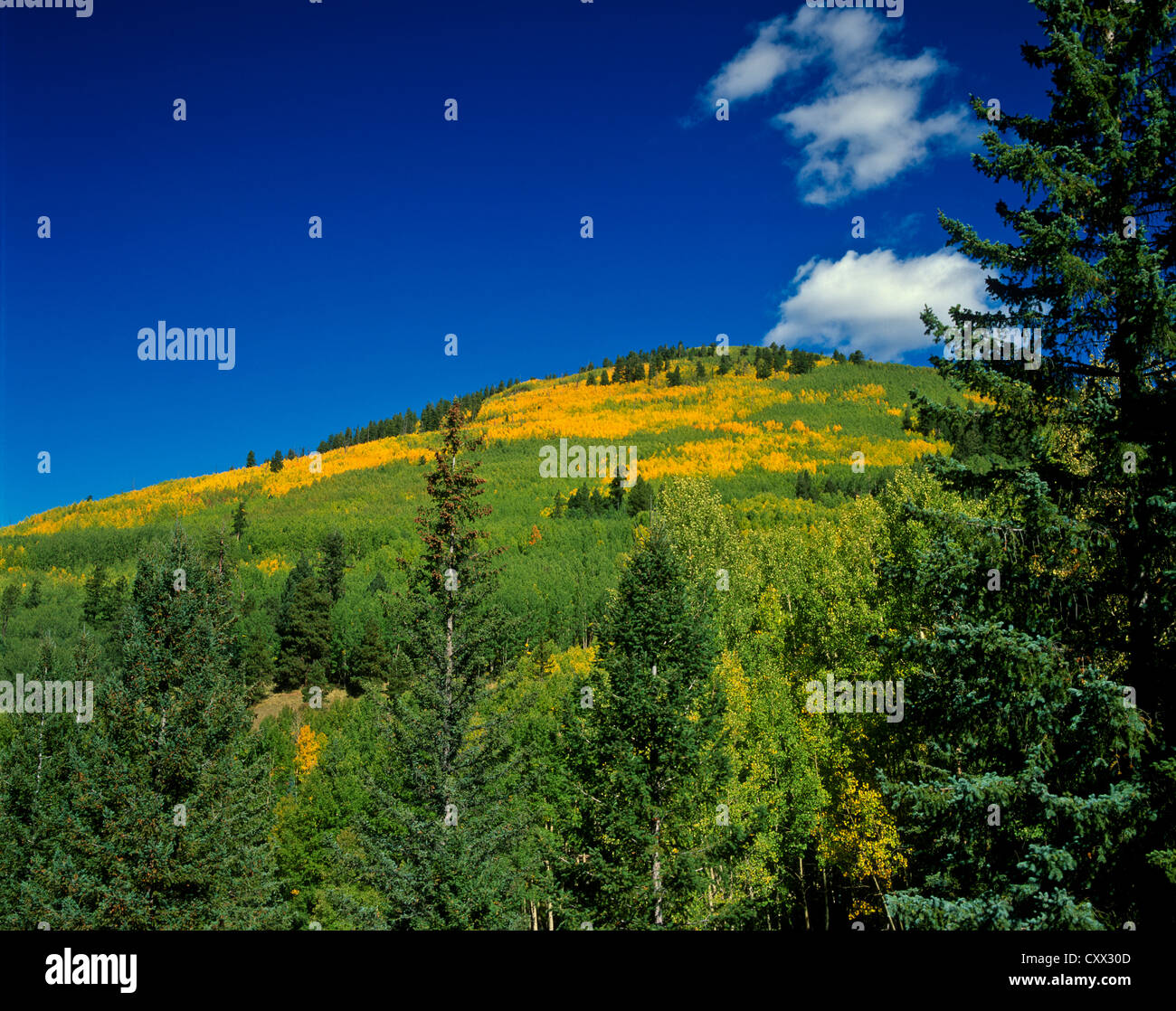 White Mountains of Eastern Arizona. Escudilla Mountain with golden