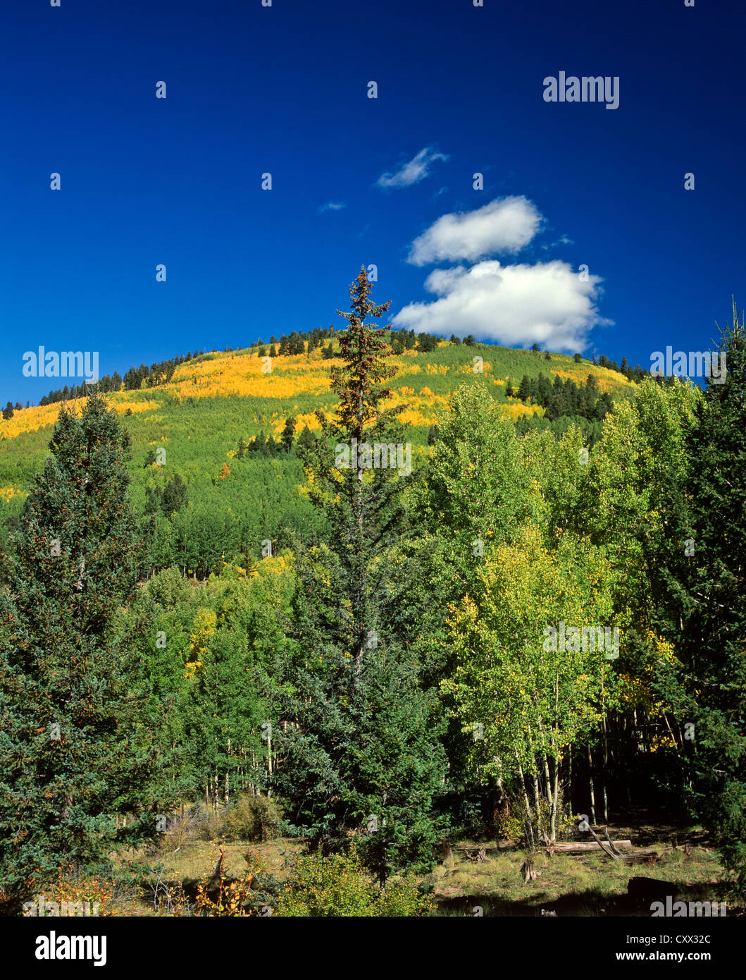 White Mountains of Eastern Arizona. Escudilla Mountain with golden