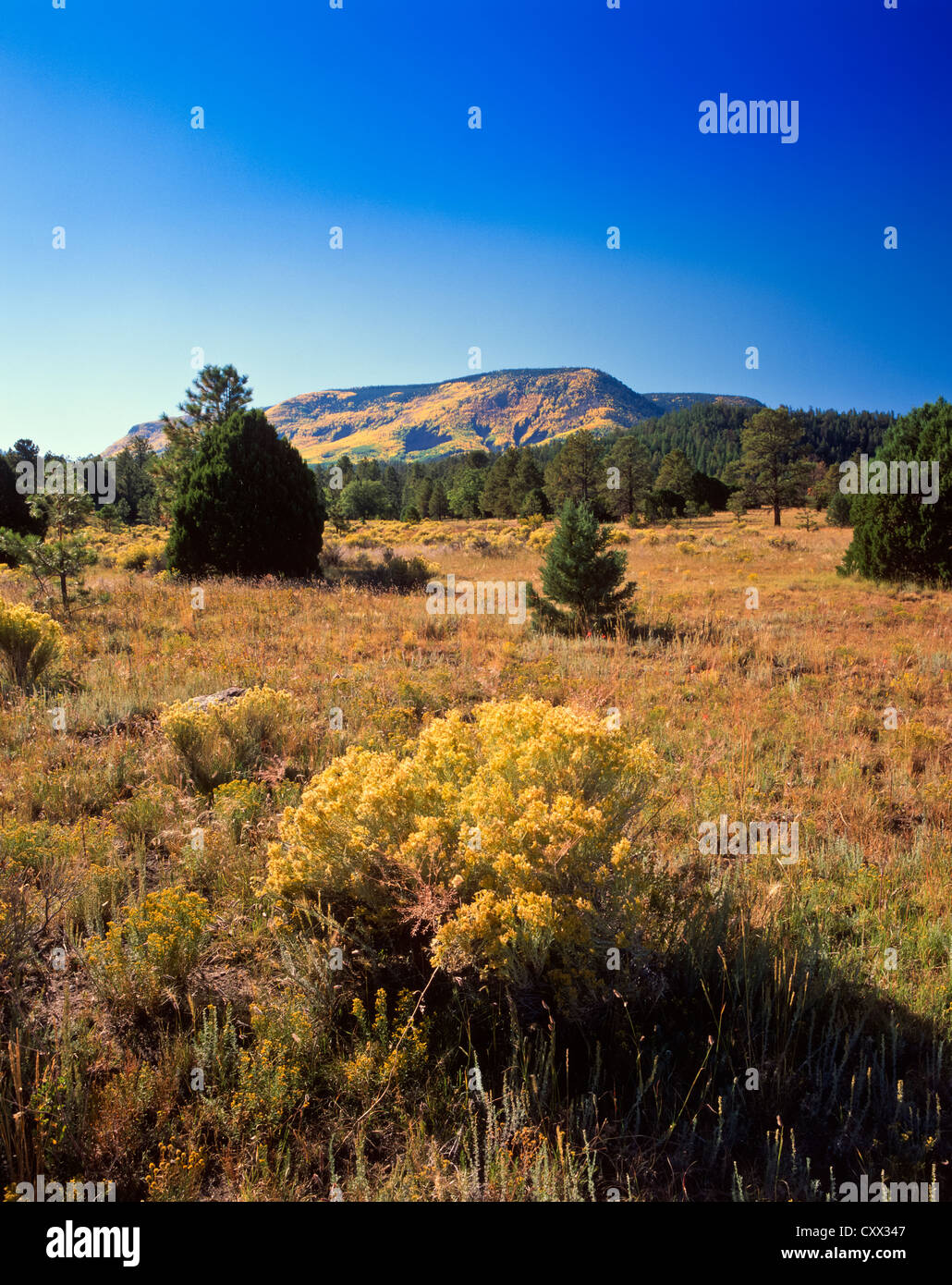 White Mountains of Eastern Arizona. Escudilla Mountain with golden 