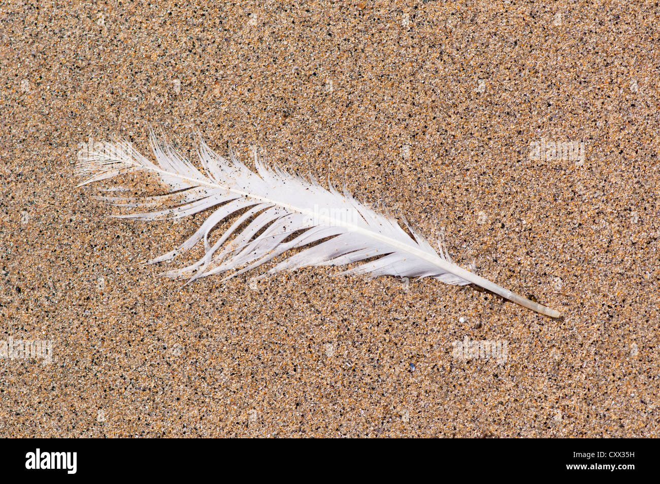 Washed up feather hires stock photography and images Alamy
