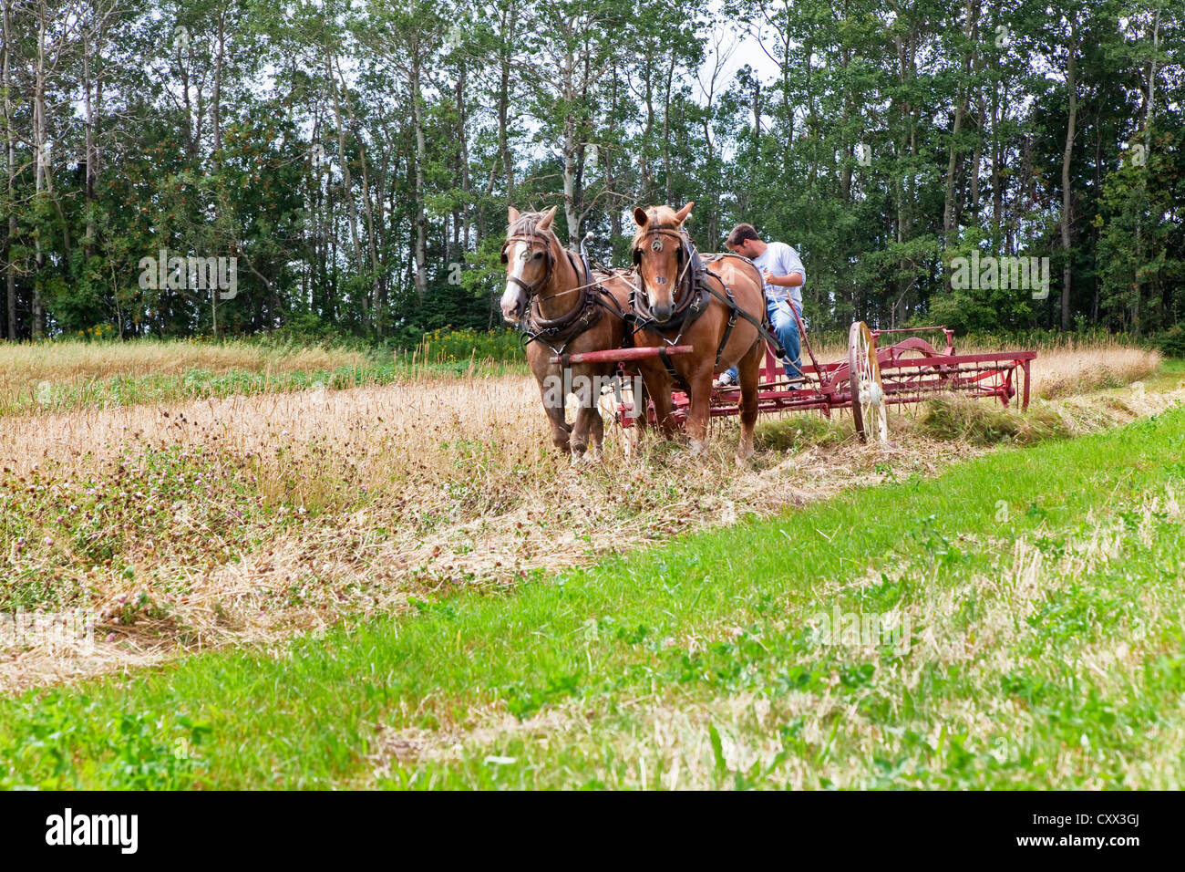 Horse drawn hay rake at at the Provincial Plowing Match and Parade