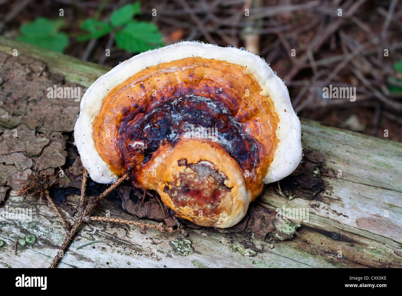 tree fungus - pore fungus - white wood fungus Stock Photo - Alamy
