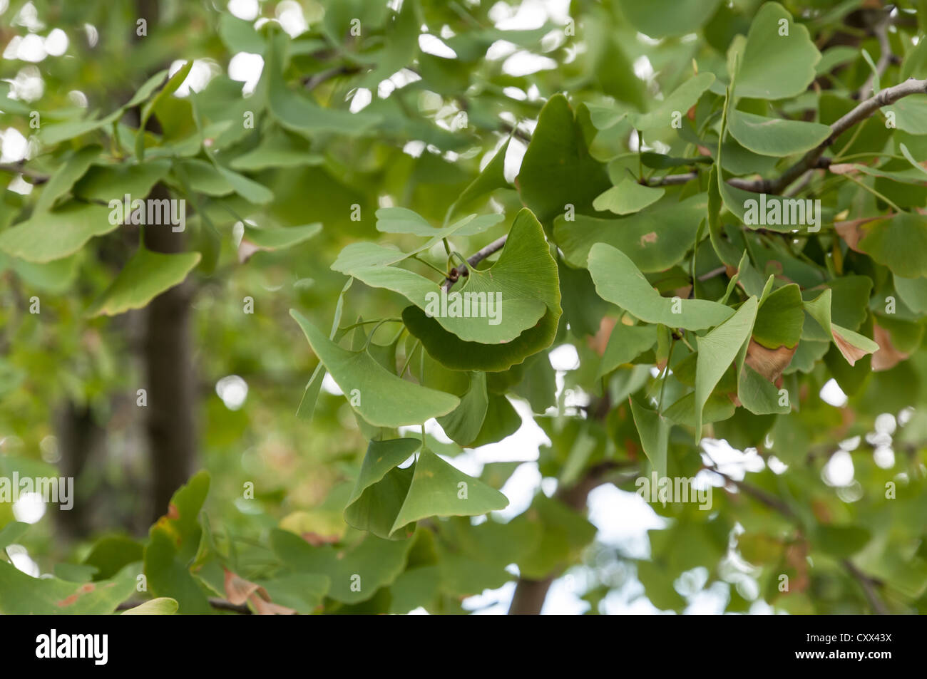 Leaves of Gingko Biloba tree Stock Photo