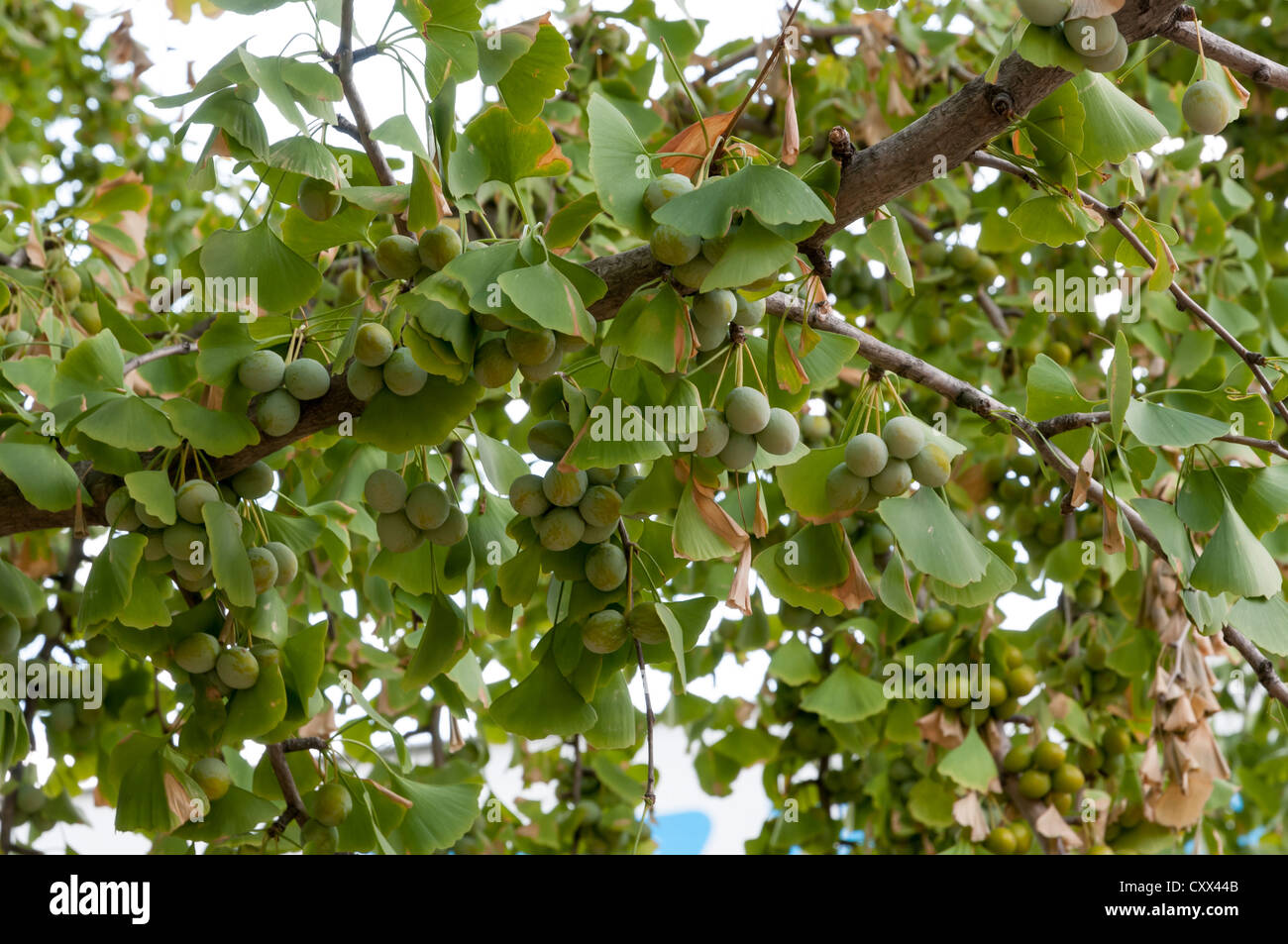 Leaves of Gingko Biloba tree Stock Photo