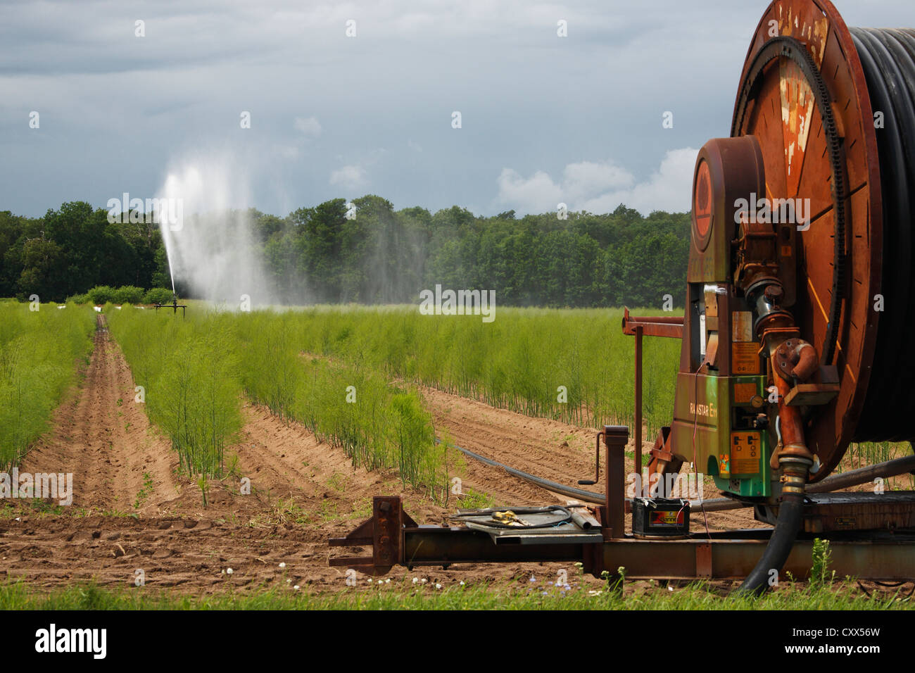 irrigation sprayer in an asparagus field Stock Photo