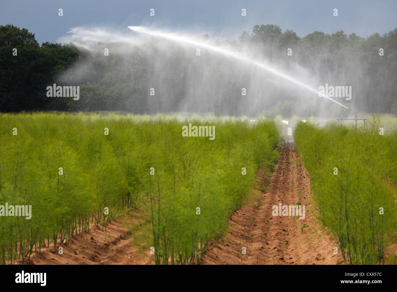 irrigation sprayer in an asparagus field Stock Photo