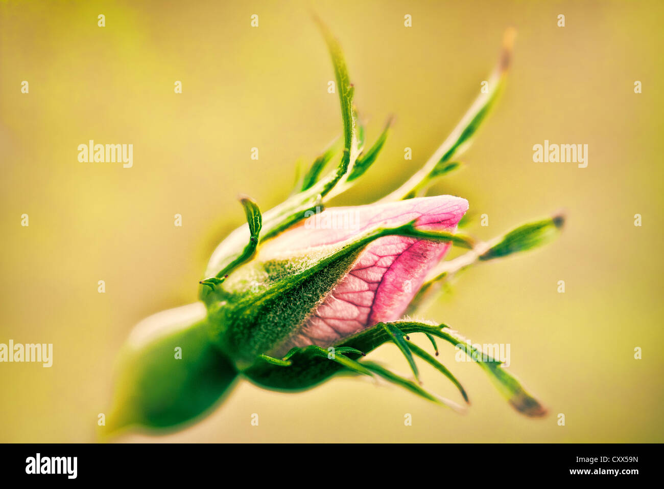 Dog Rose, Flower Bud,rosa canina Stock Photo