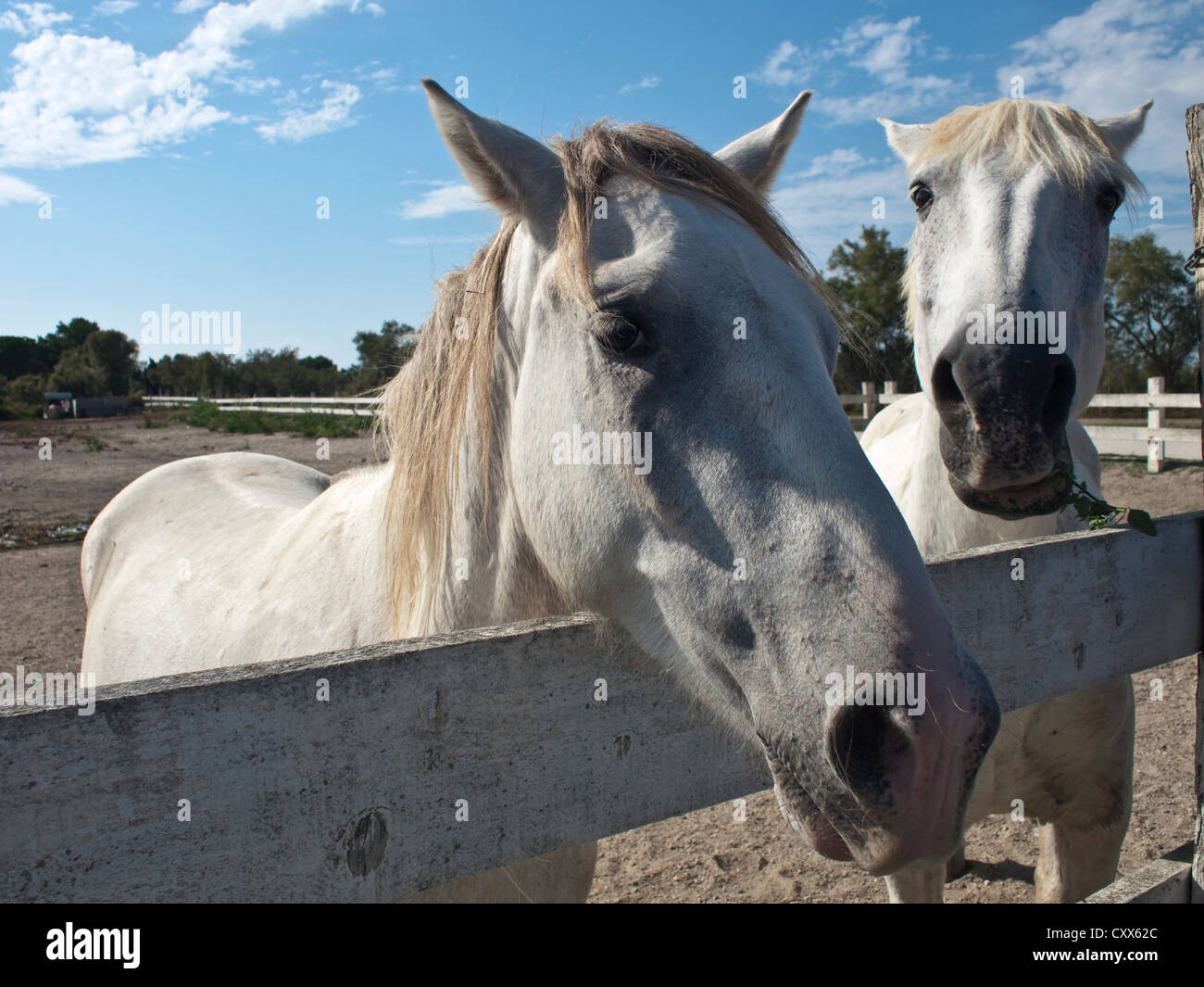 Camargue Pony Stock Photo